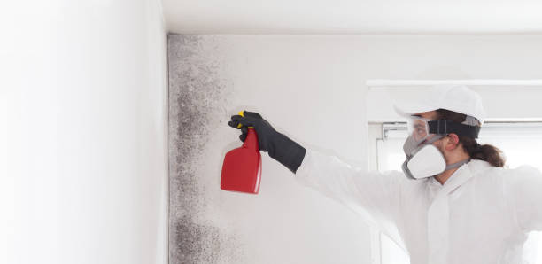 Best Residential Mold Remediation in Celoron, NY