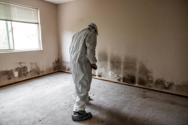 Best Basement Mold Remediation in Celoron, NY