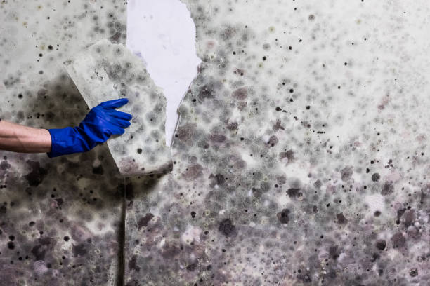 Best Mold Remediation for Specific Building Types in Celoron, NY